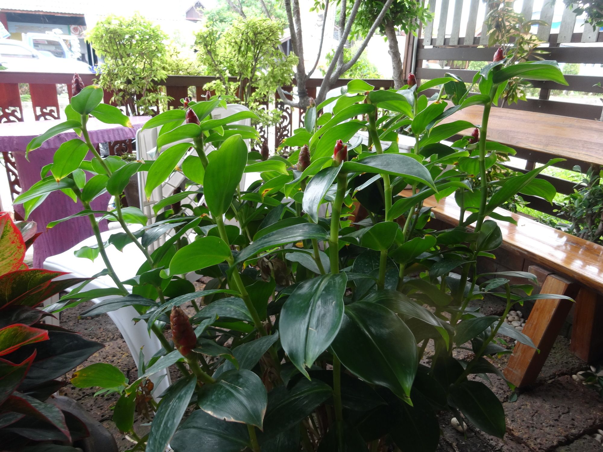 Фото Baan One Love Ayutthaya