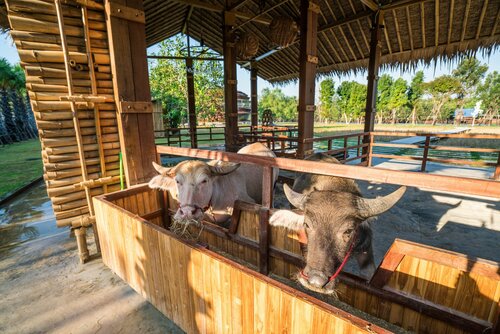 Гостиница The Buffalo Amphawa в Самутсонгкхраме