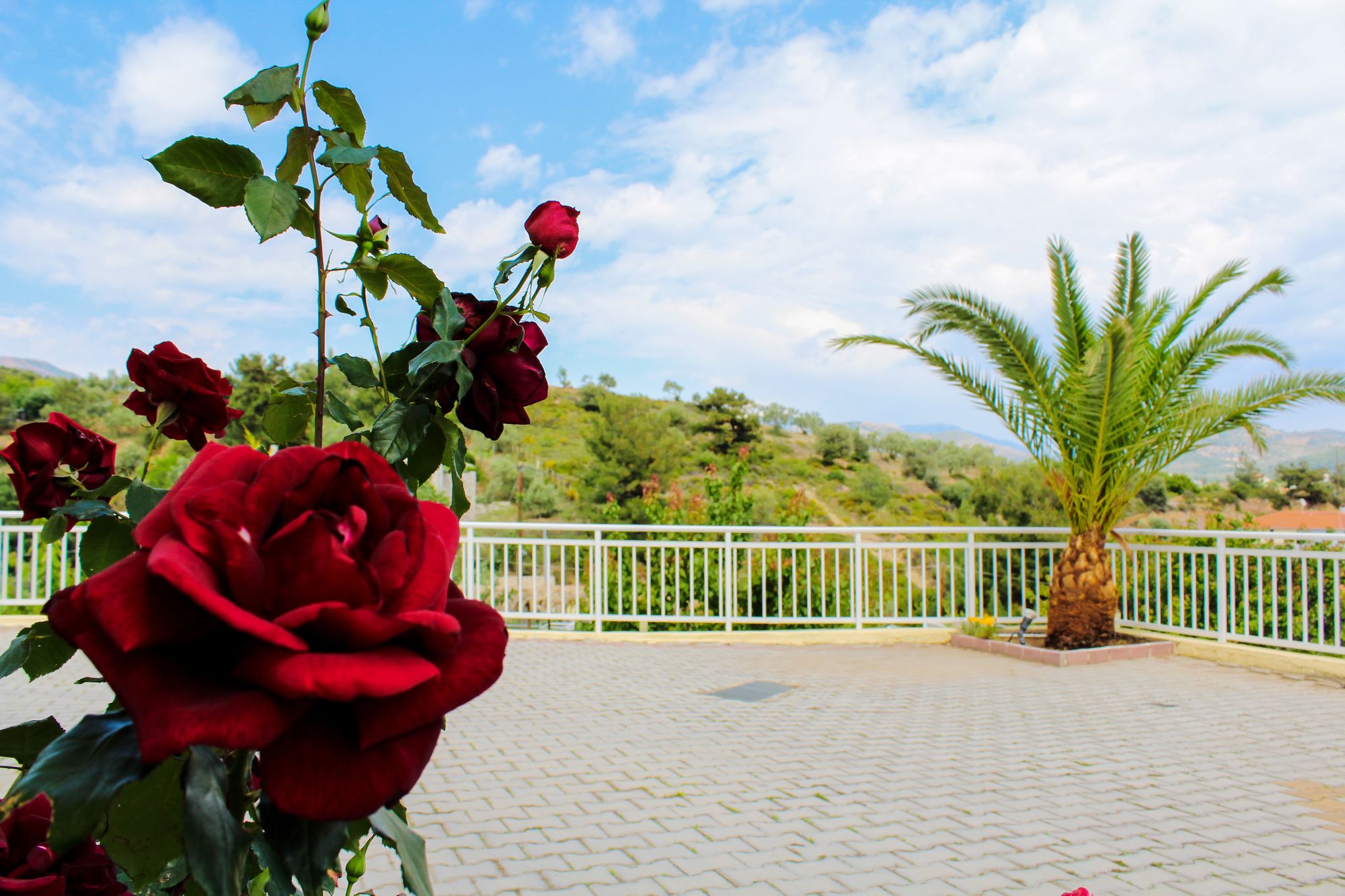 Фото Diamond Hotel