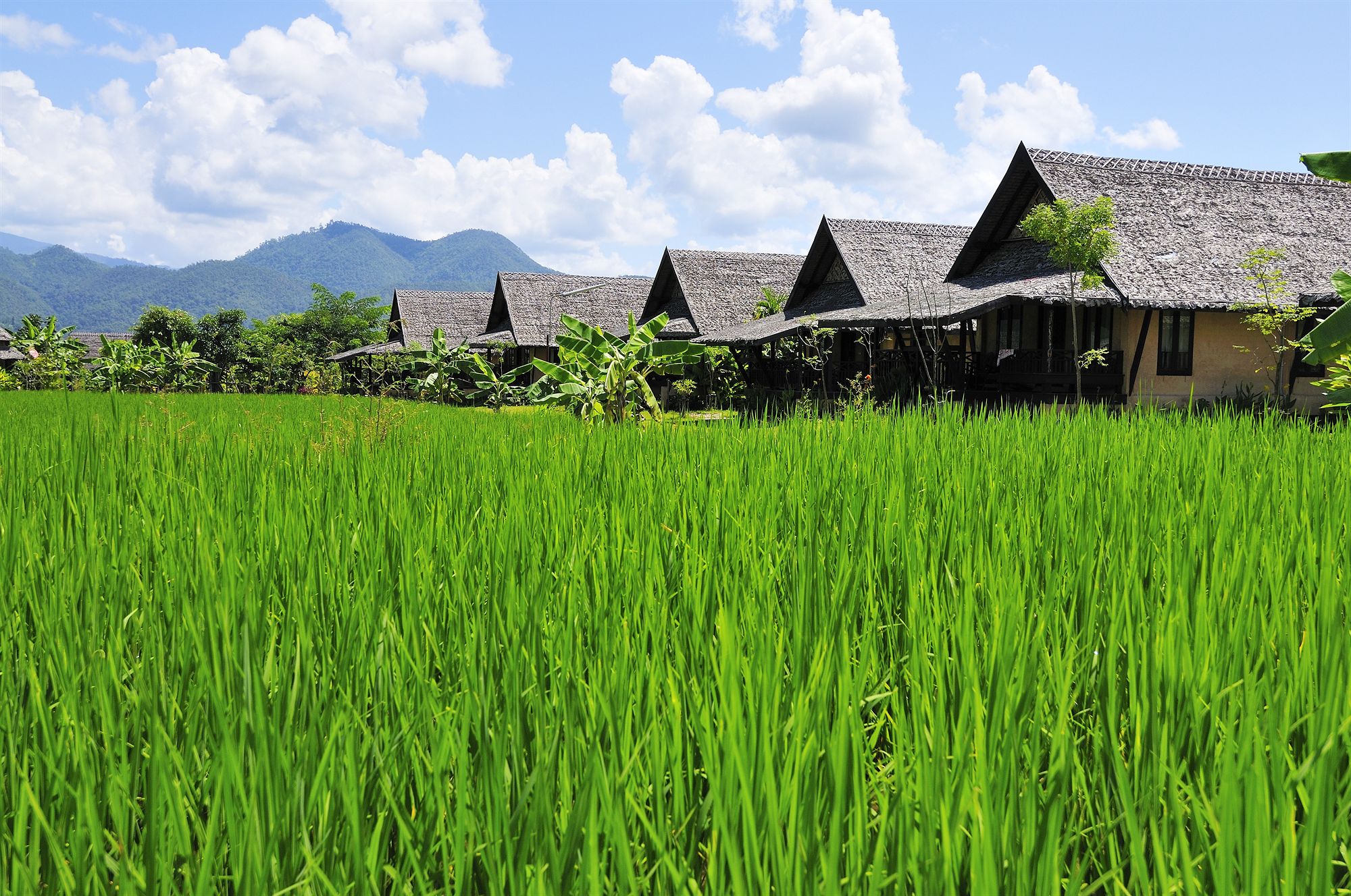 Фото Phu Pai Art Resort