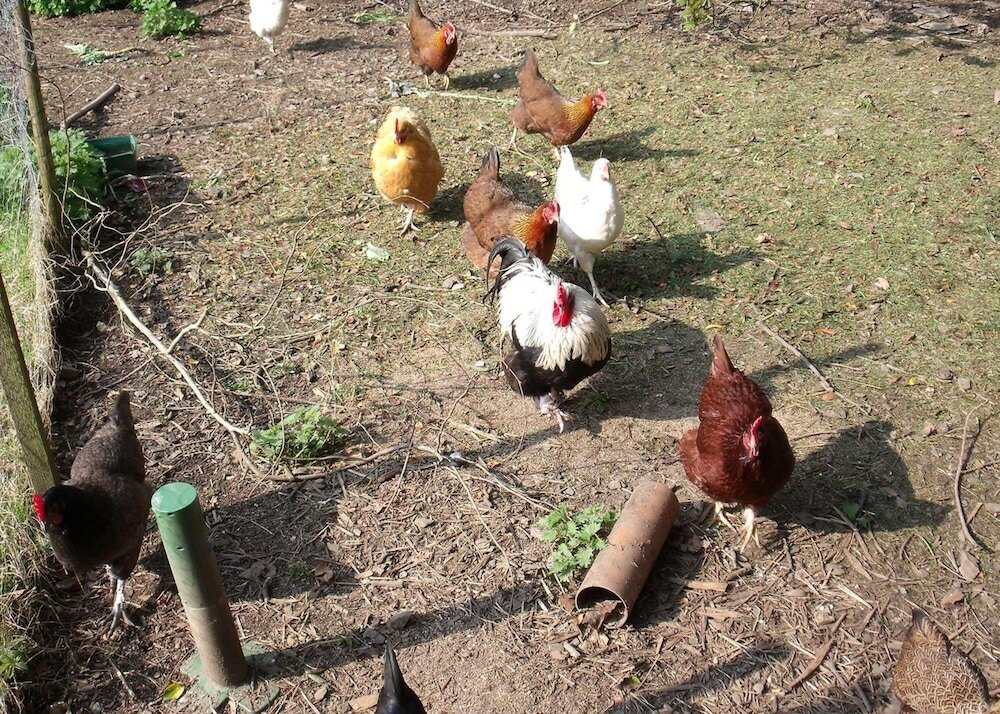 Фото Collaven Manor Hotel