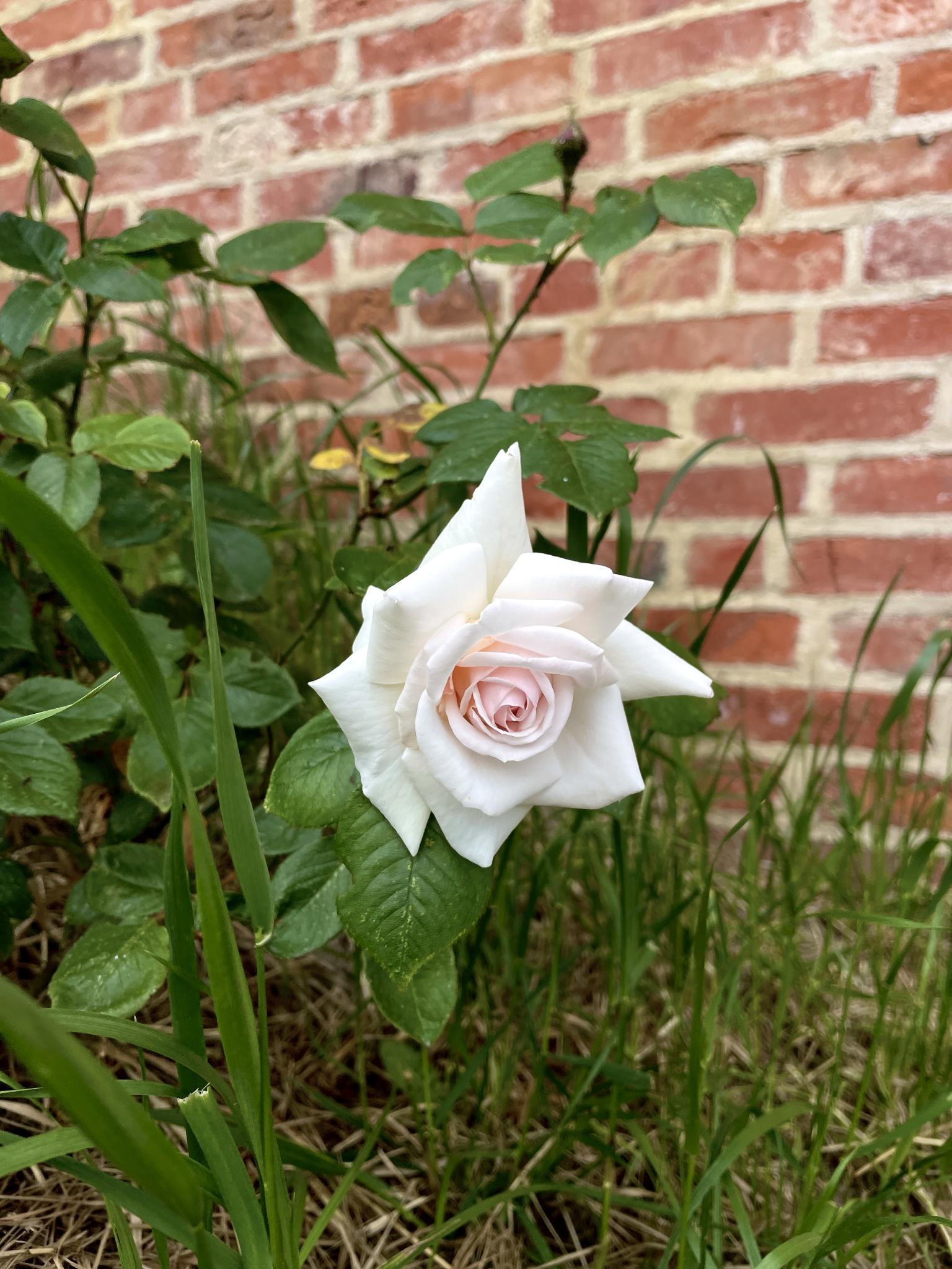 Фото Альфа Гарден