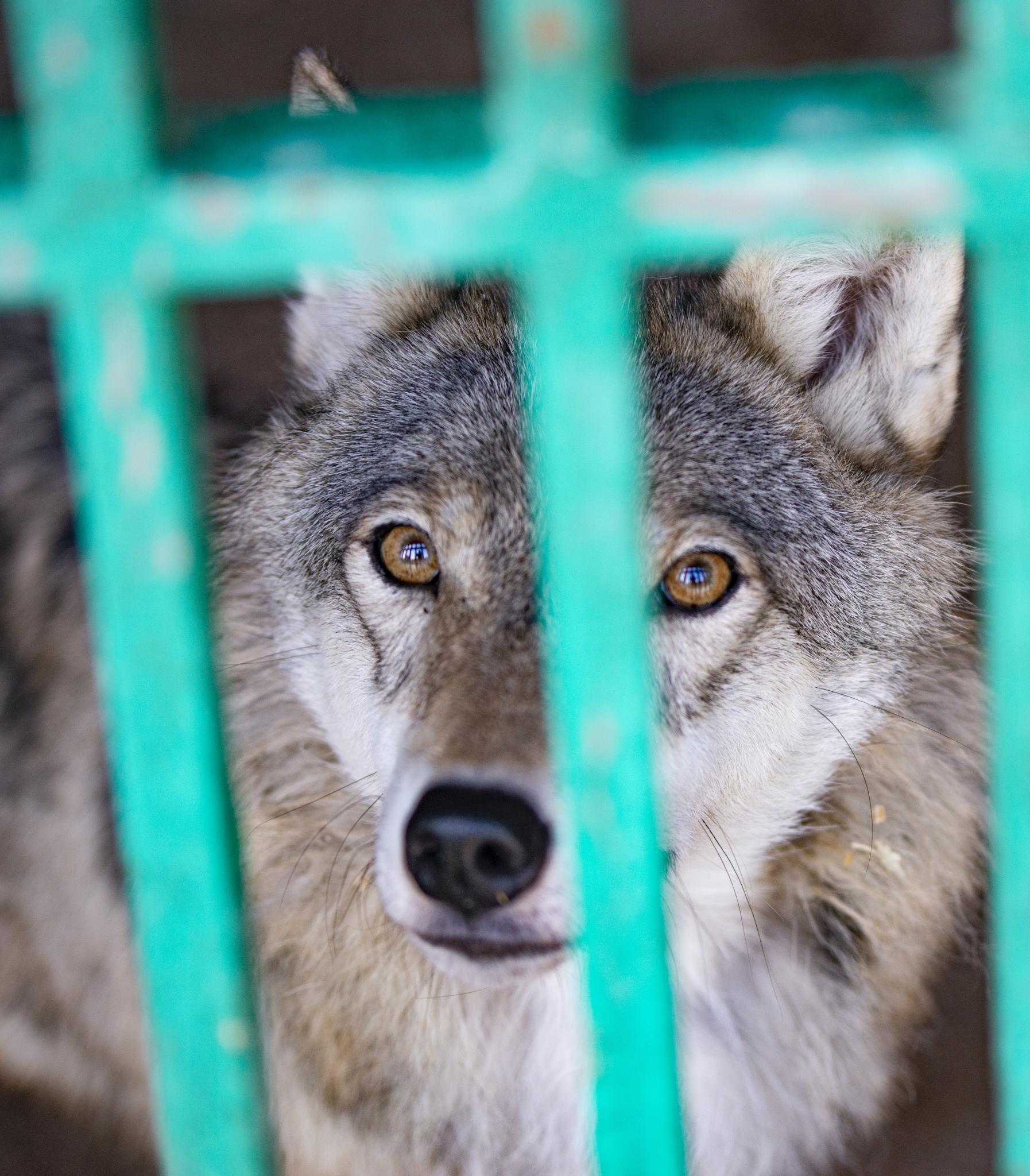 Фото Русская охота