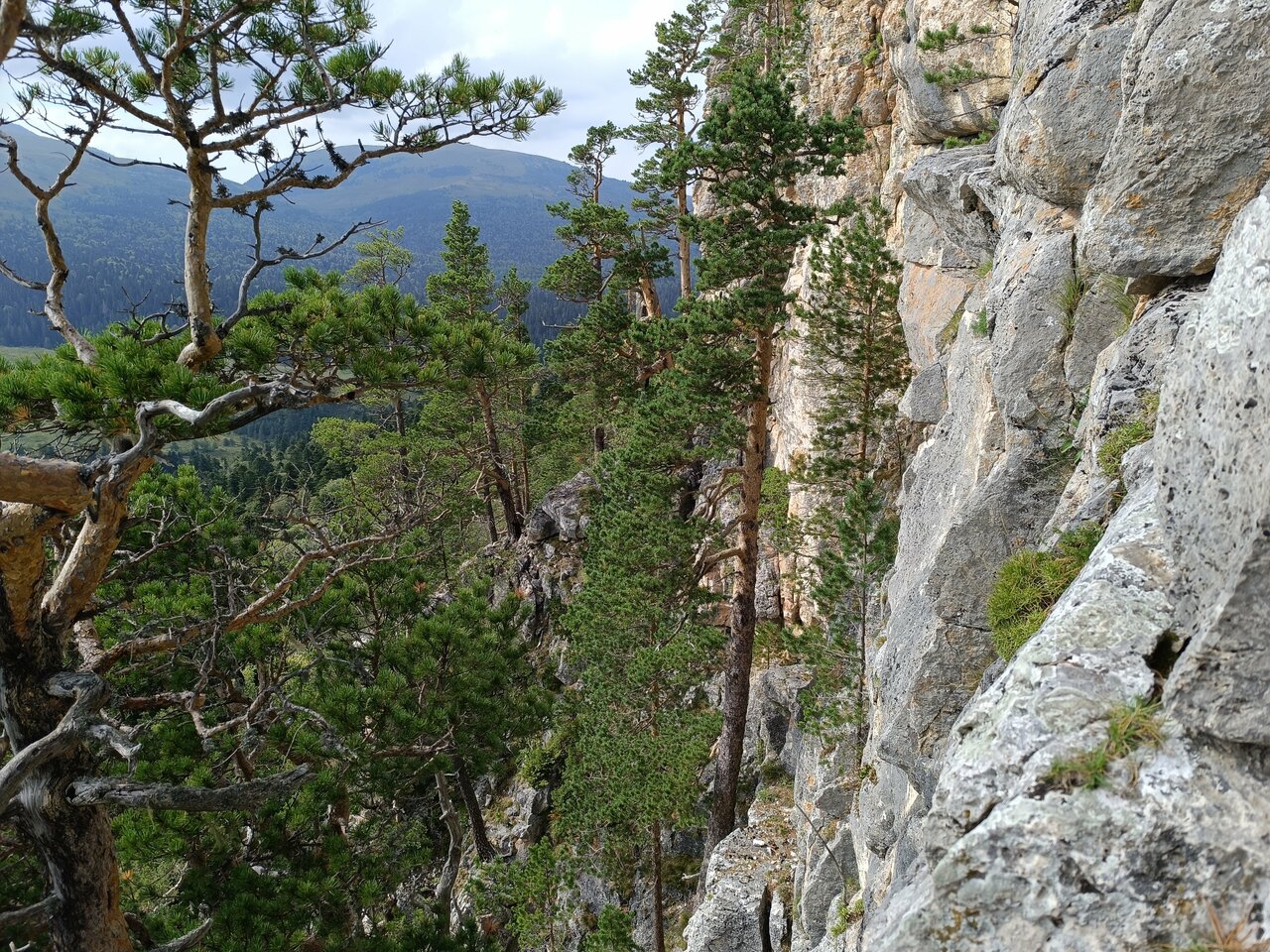 Плато Лаго-Наки, достопримечательность, Краснодарский край, 03К-577 - Яндекс Кар