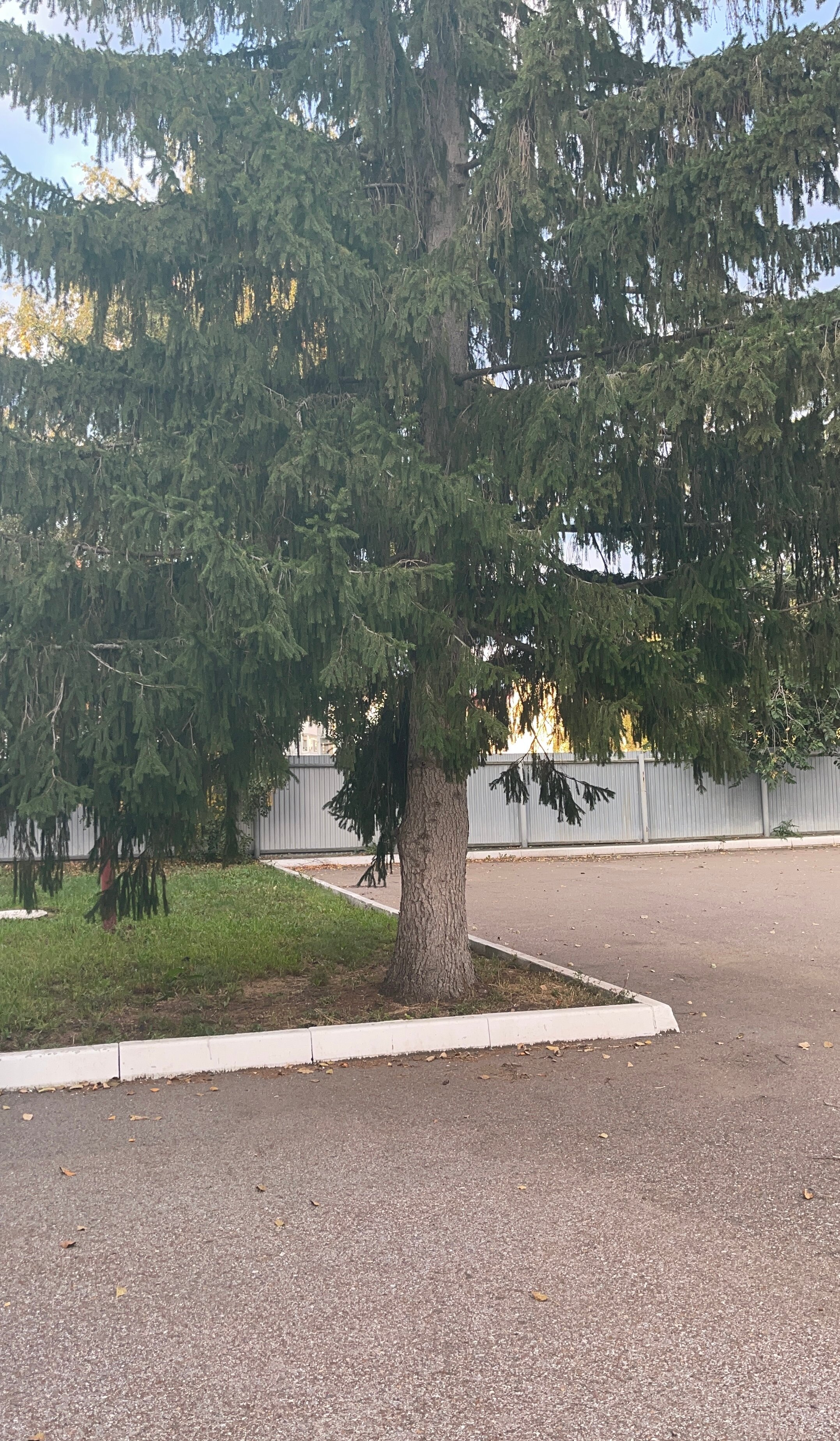 Фото Александрия