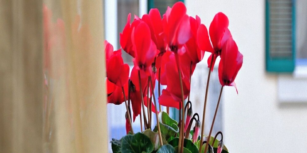 Фото B&b Donna Eleonora