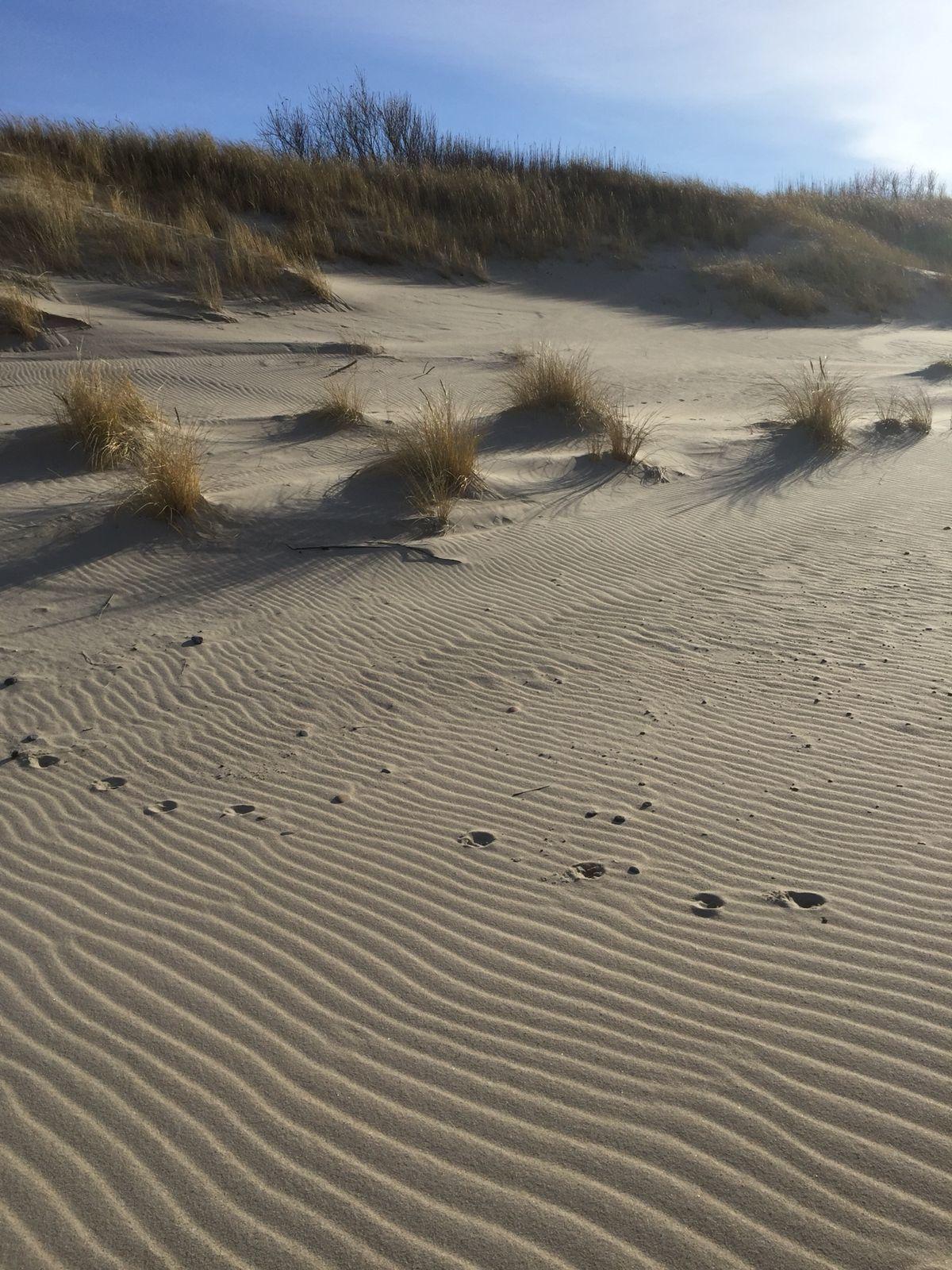 Фото Отдых на Куршской косе