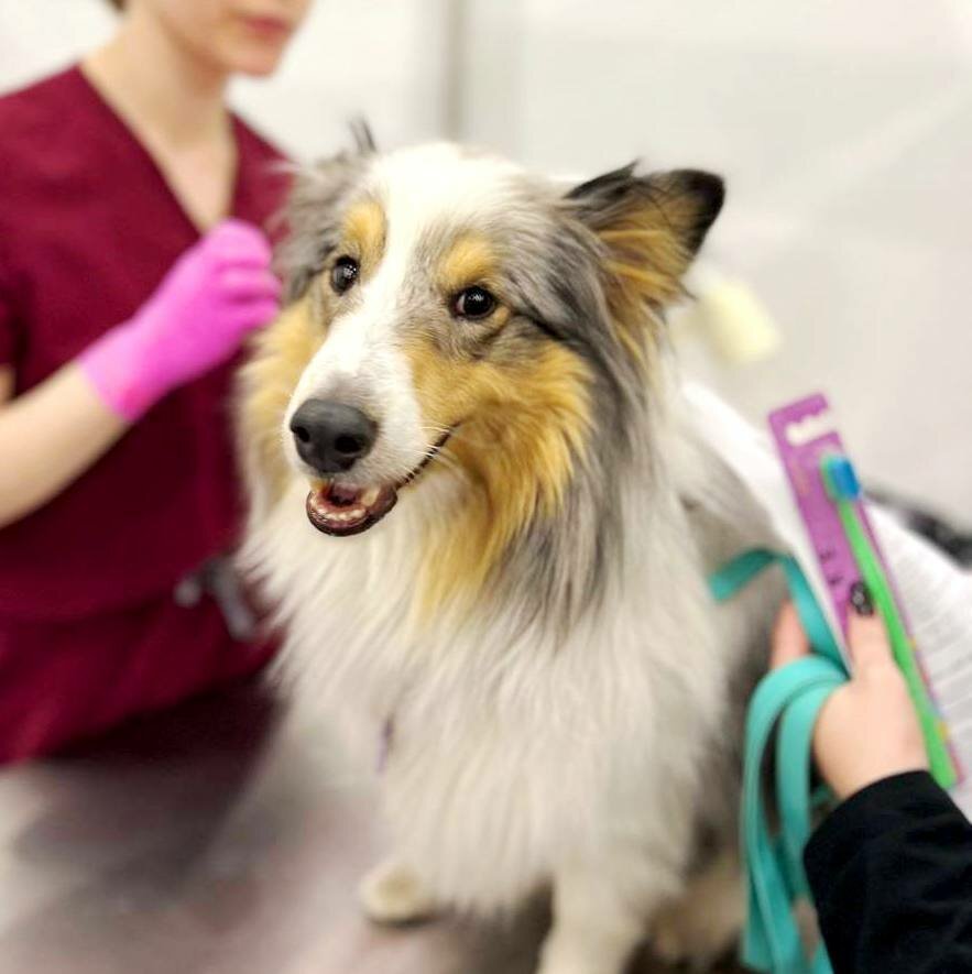 Veterinary clinic Ветеринарная клиника на Будапештской, Saint Petersburg, photo