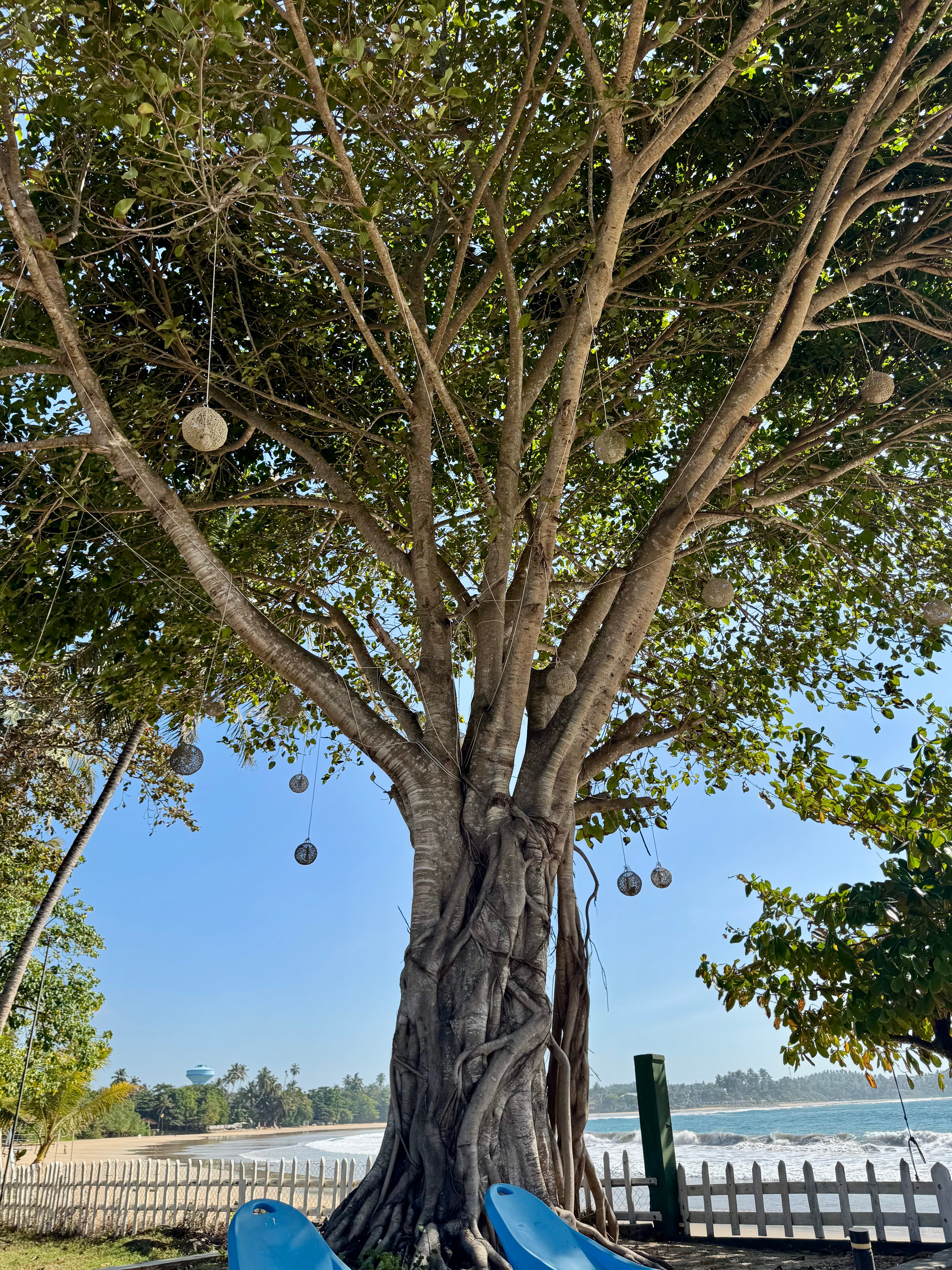 Фото Dickwella Resort and SPA