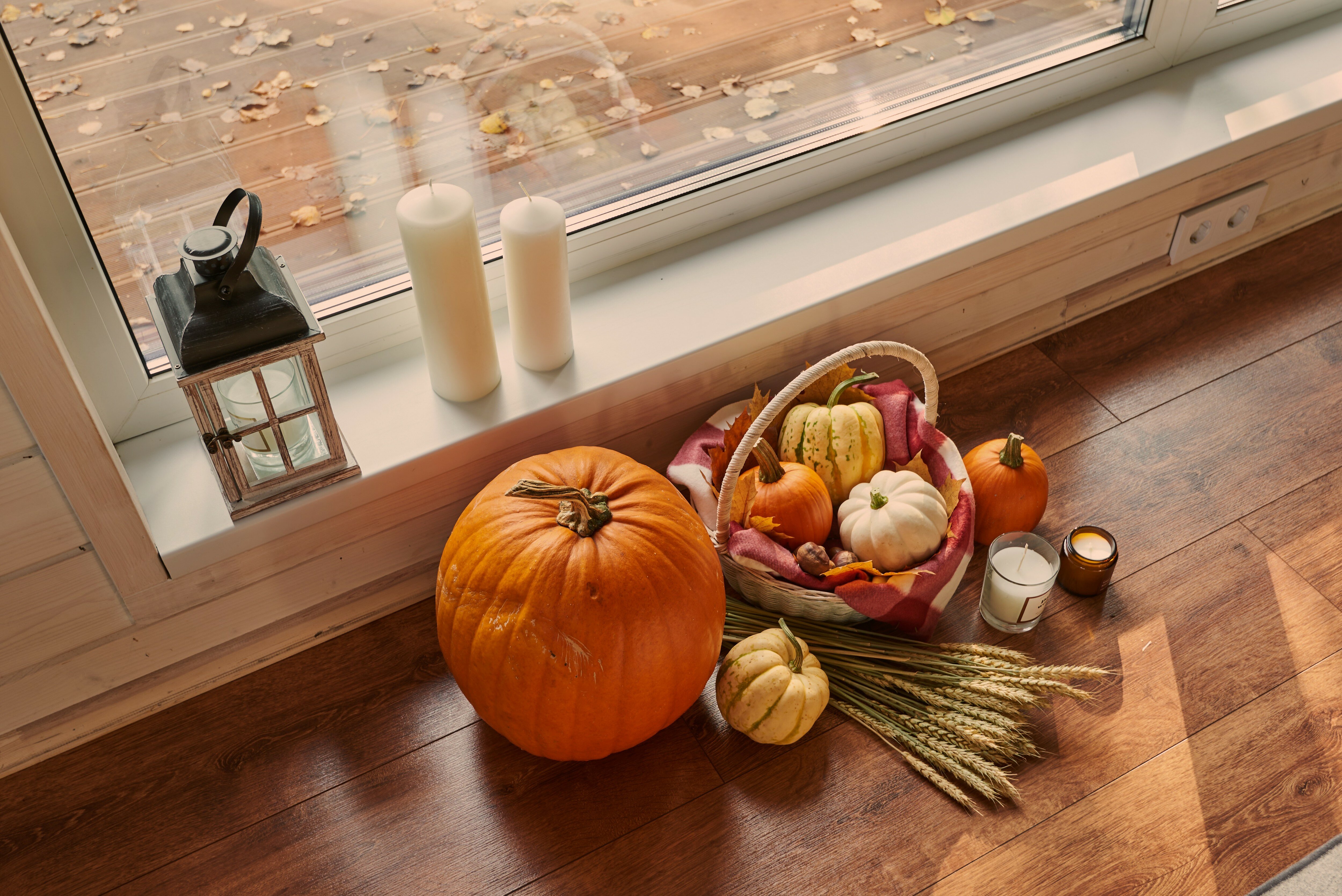 Фото Fox in forest