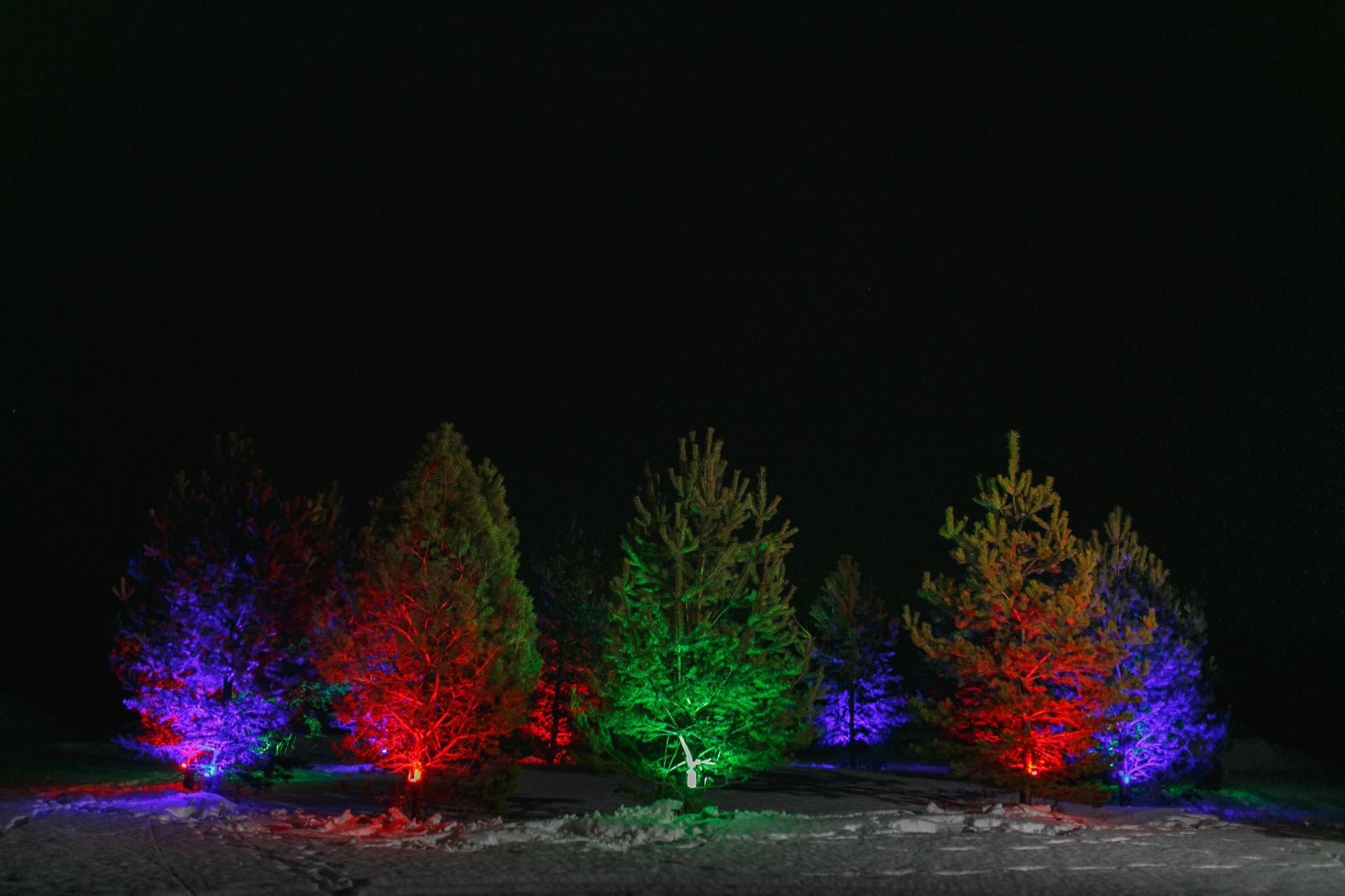 Фото 12 Сосен