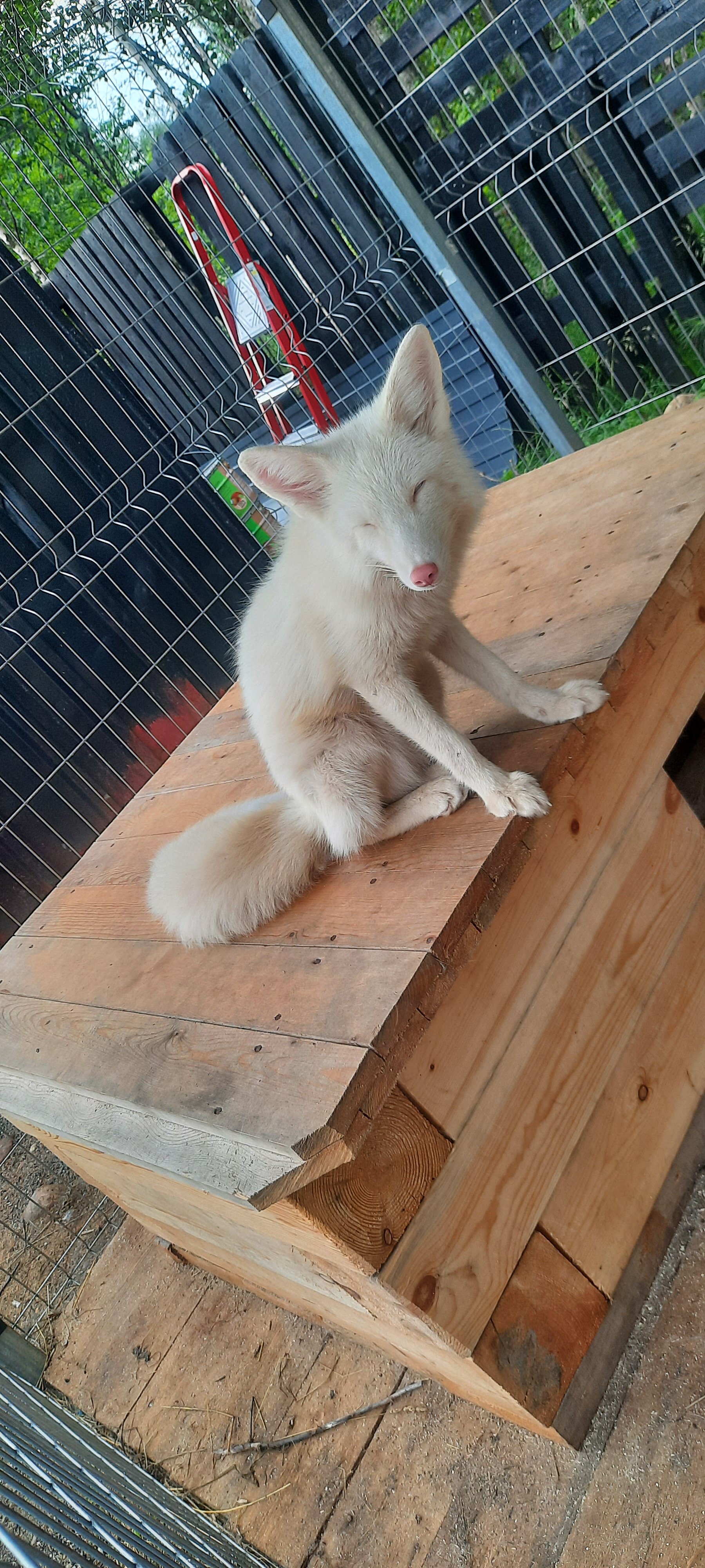 Фото Тэнгис