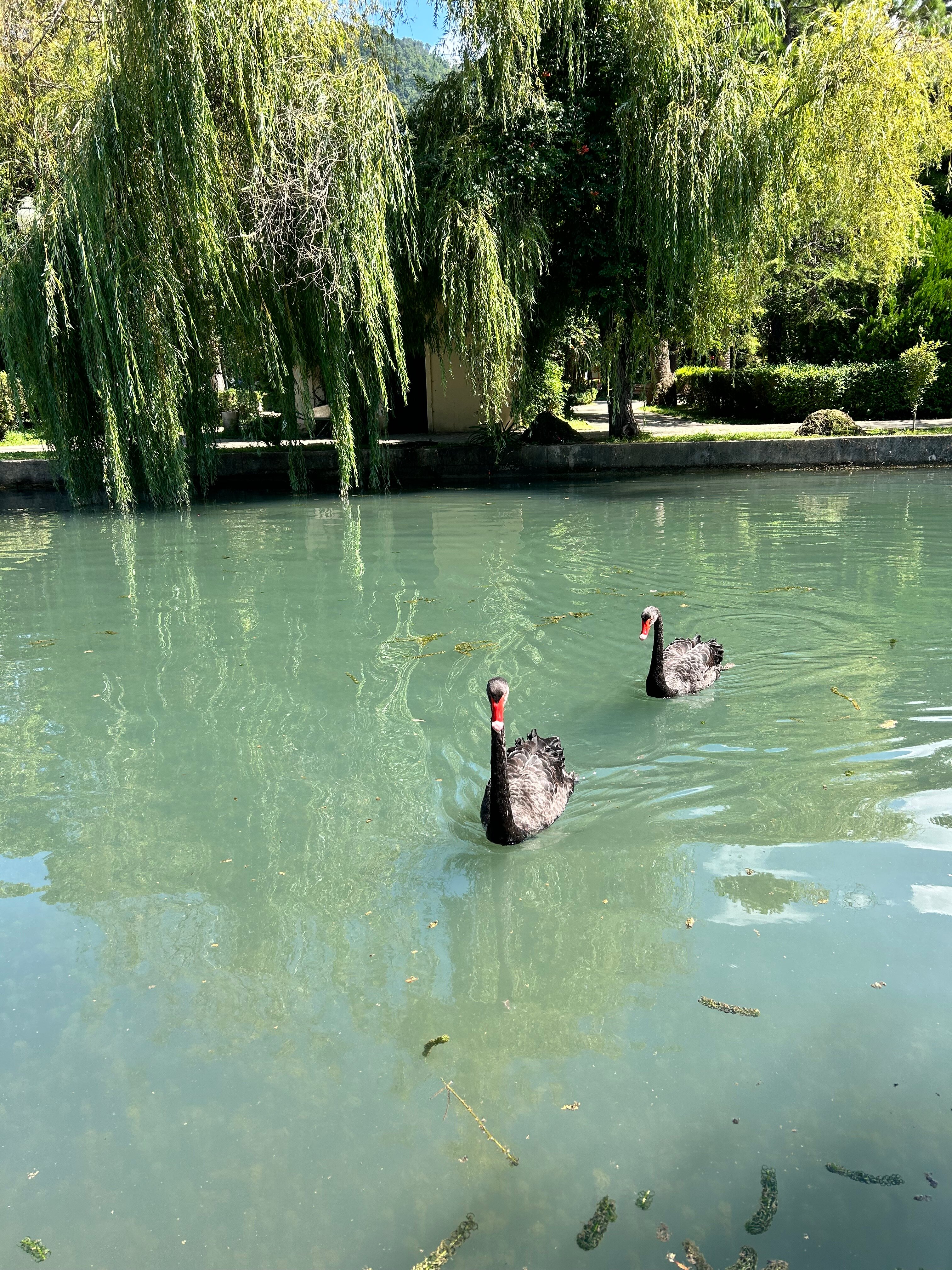 Фото Отель Грифон