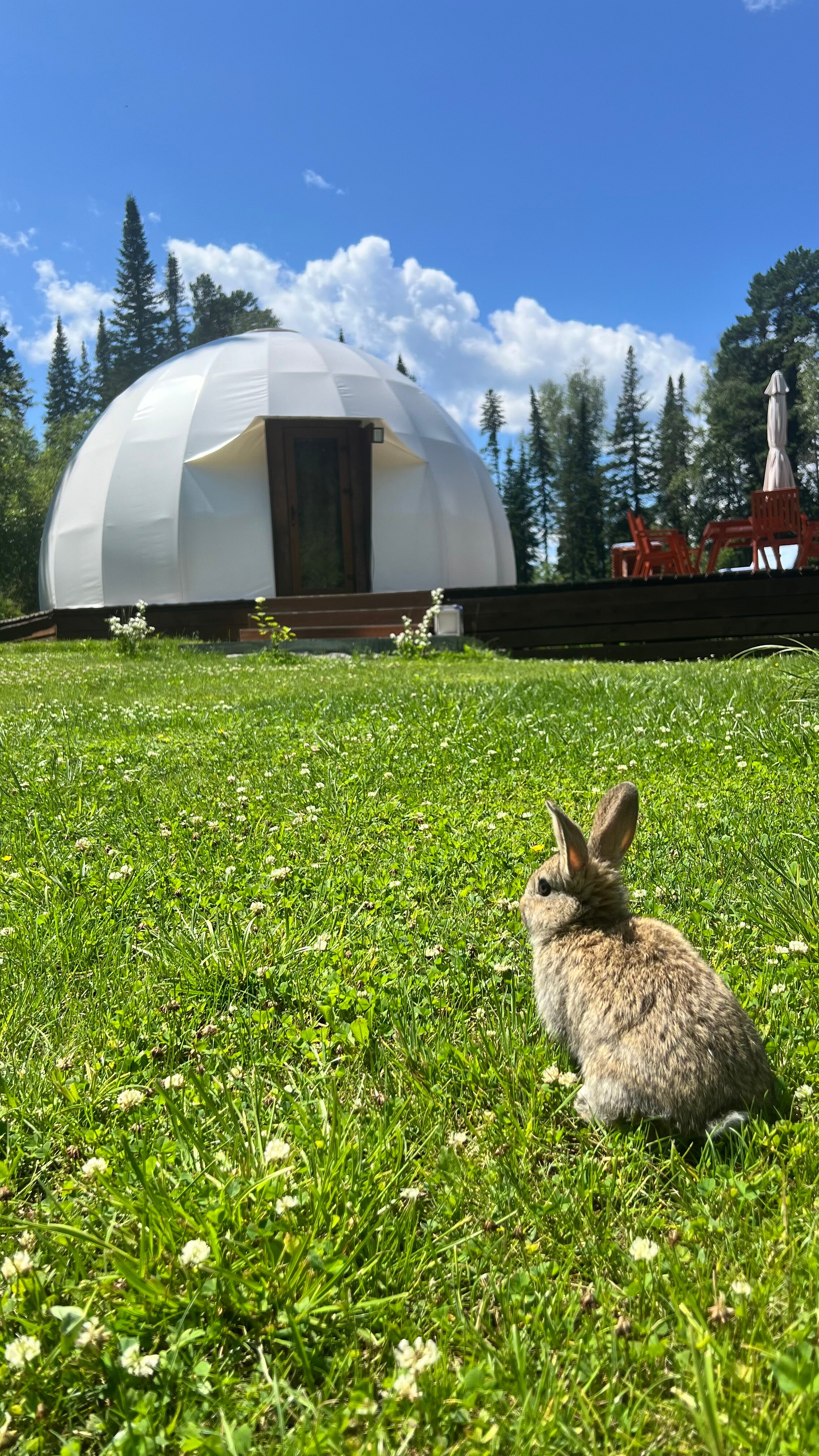 Фото Forest Glamp