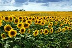 Elite Agriculture (Antalya, Döşemealtı, AOSB 1. Kısım Mah., 2. Cad., 36) ، المشاريع الزراعية