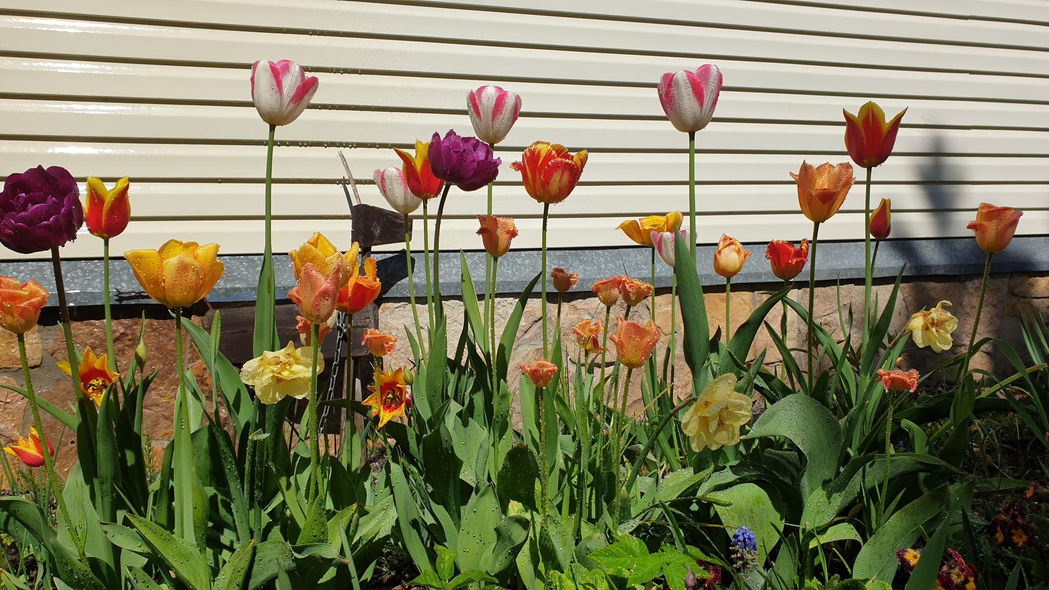 Фото Тарховка