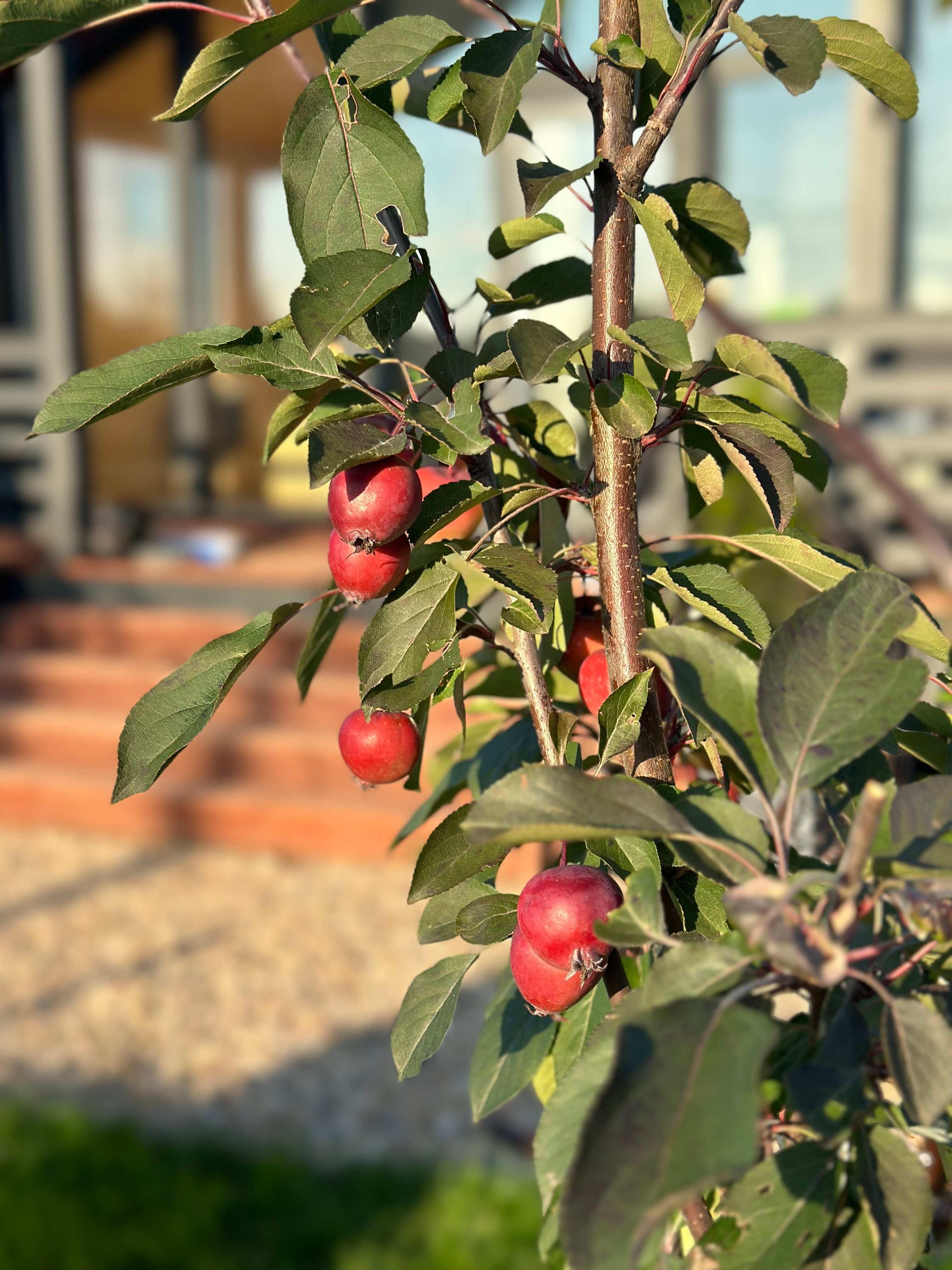 Фото Дом Мечта