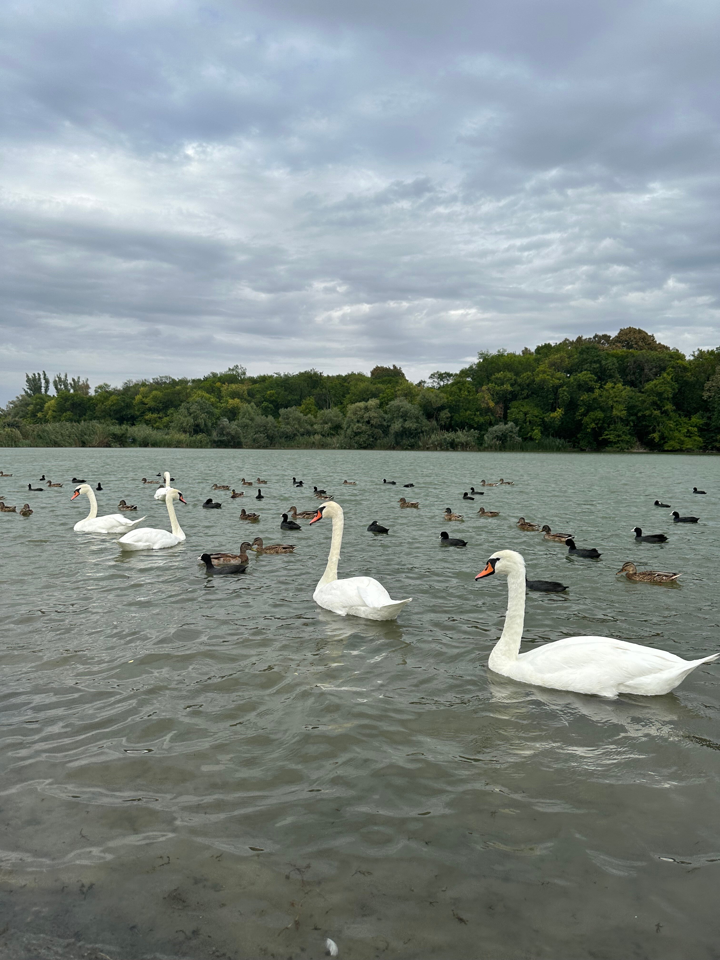 Фото Грин Хаус