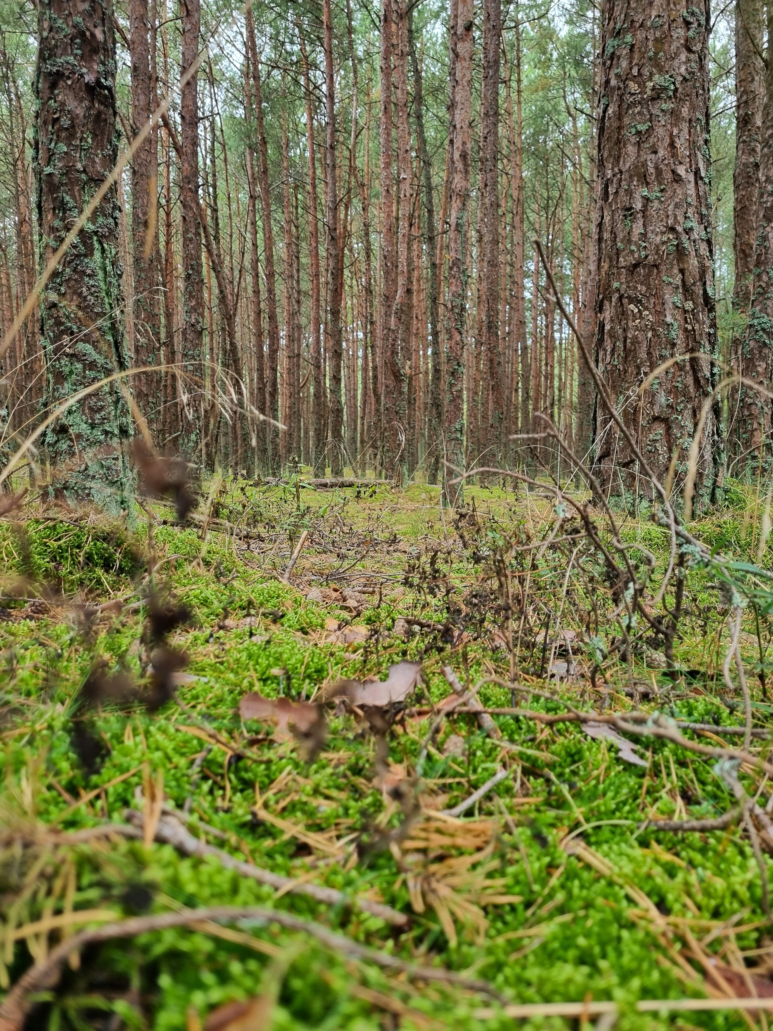 Фото Асгард