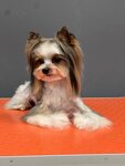 EstetGroom (Veronskaya ulitsa, 4), salón de mascota, peluquería de animales