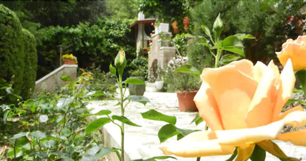 Фото Hotel Paradiso