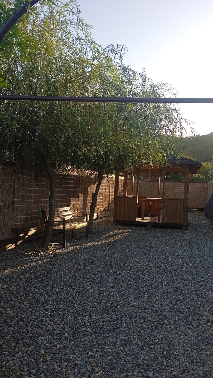 Фото Ёлки-Иголки