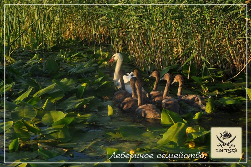 Фото Тортуга