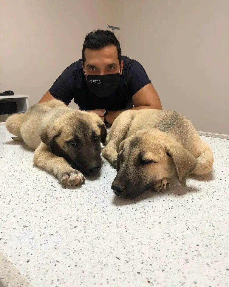 Veterinary clinic Akhisar Anka Veterinary Clinic - Pet Grooming, Akhisar, photo