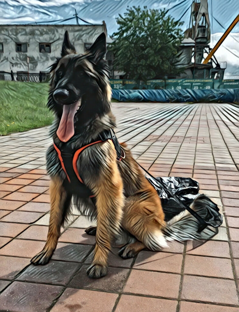 Animal nursery Дрессировочный центр, Surgut, photo