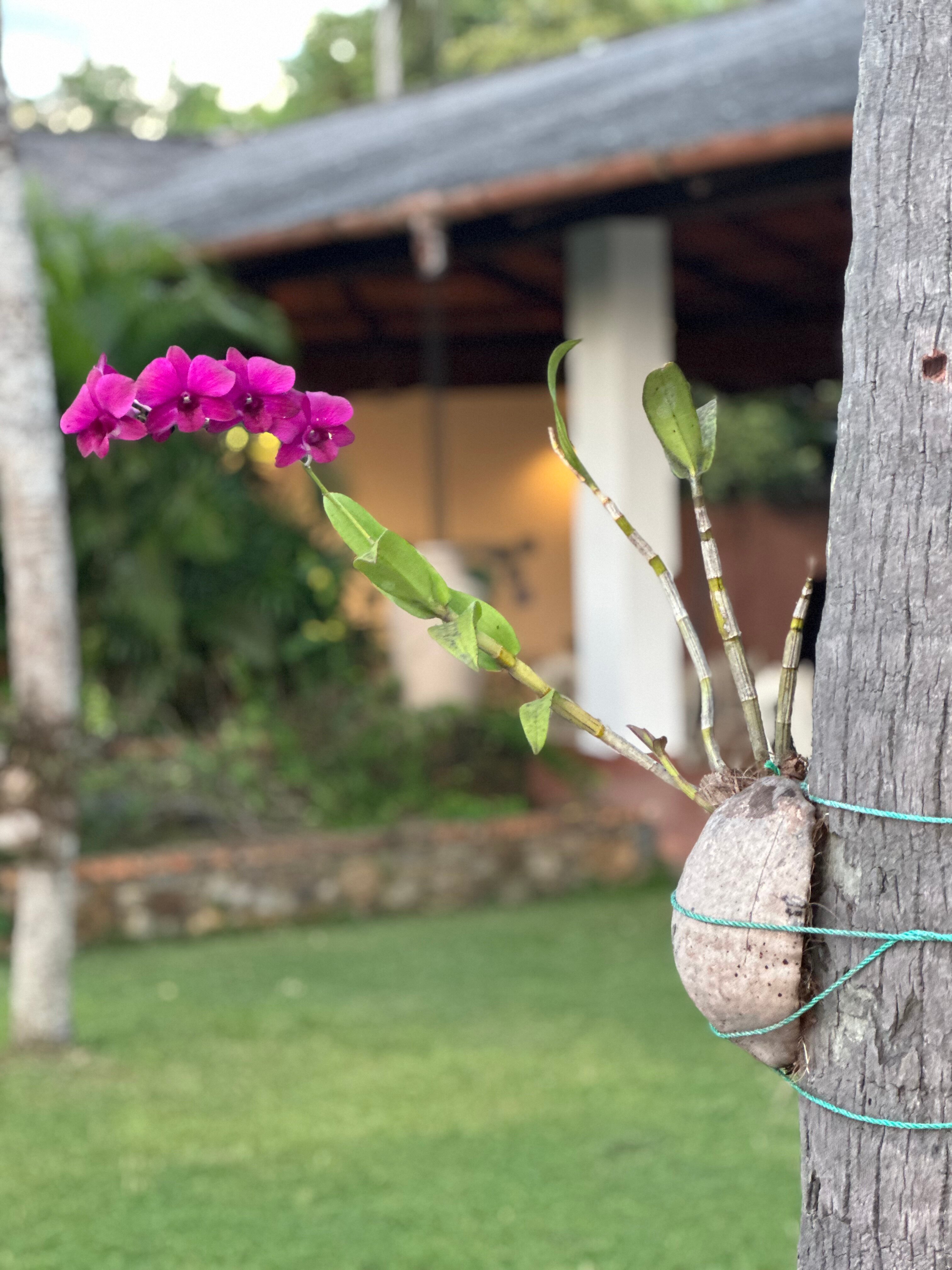 Фото Eva Lanka Hotel