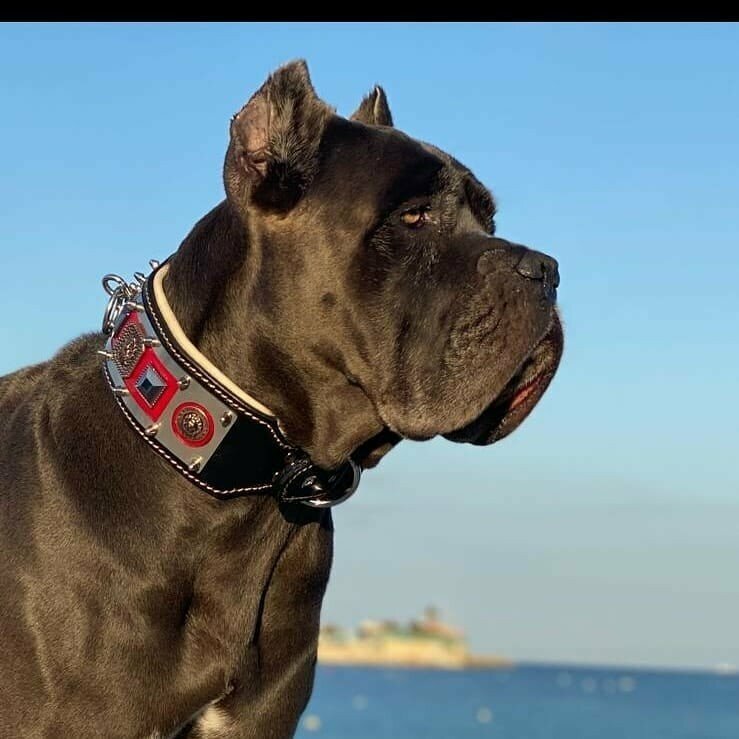 Pet shop MgTasma, Ankara, photo