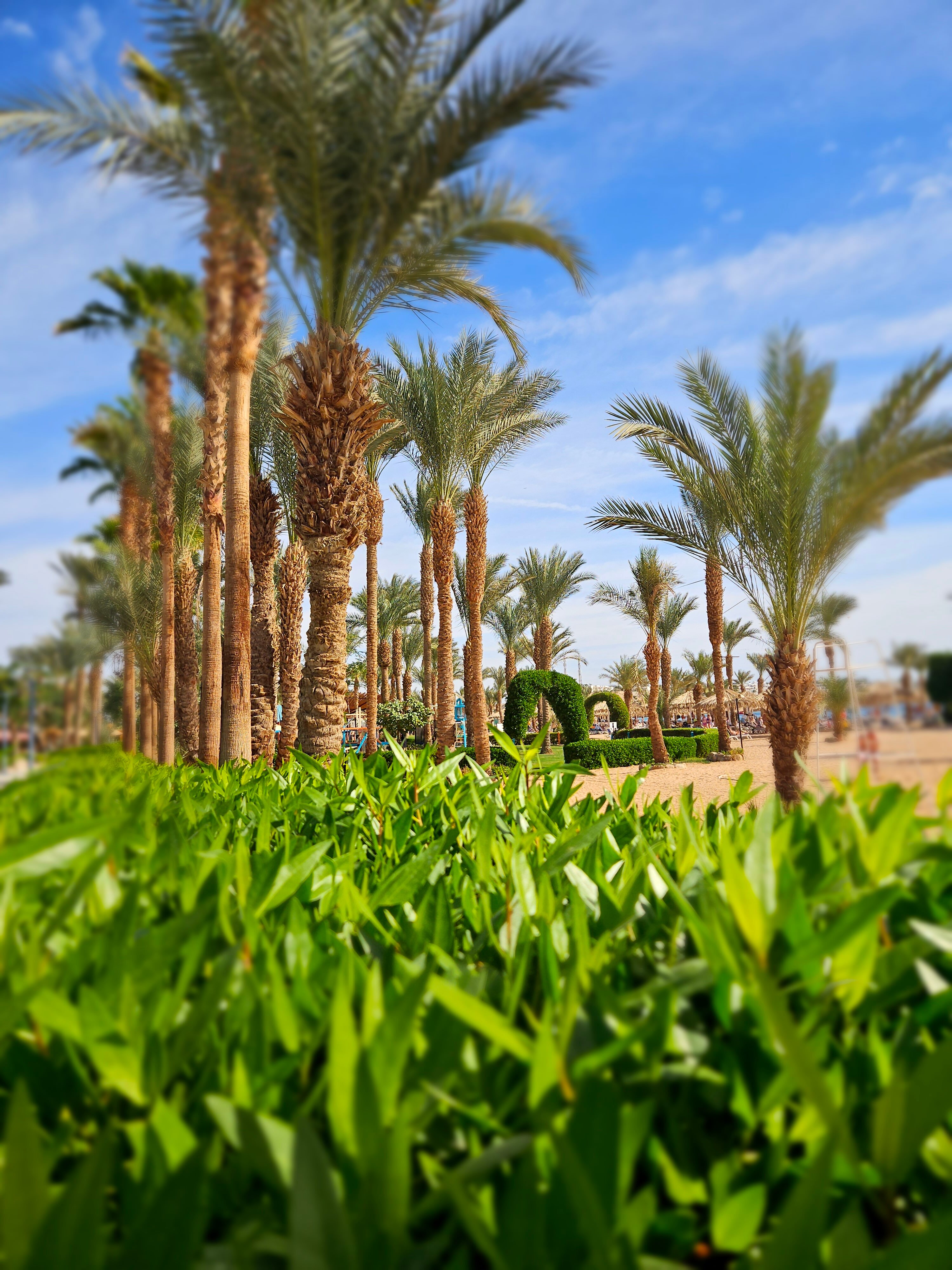 Фото Jaz Fayrouz