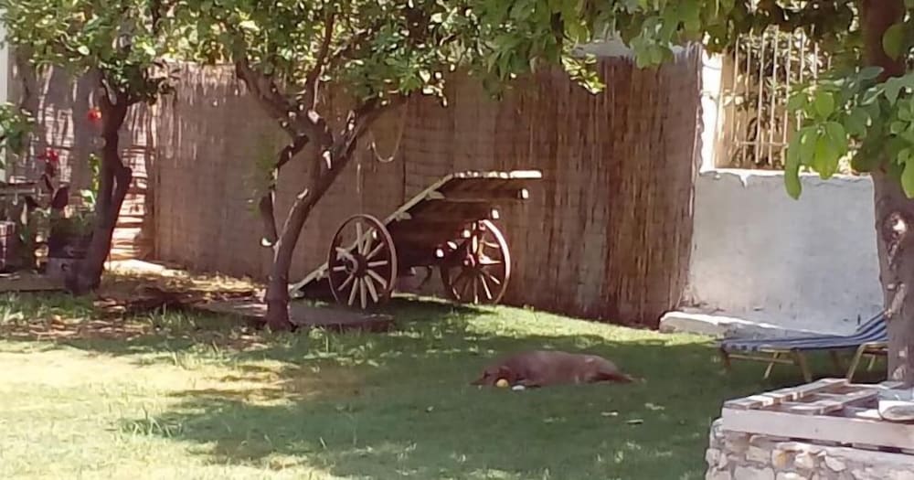 Фото Beloni Apartments and Studios