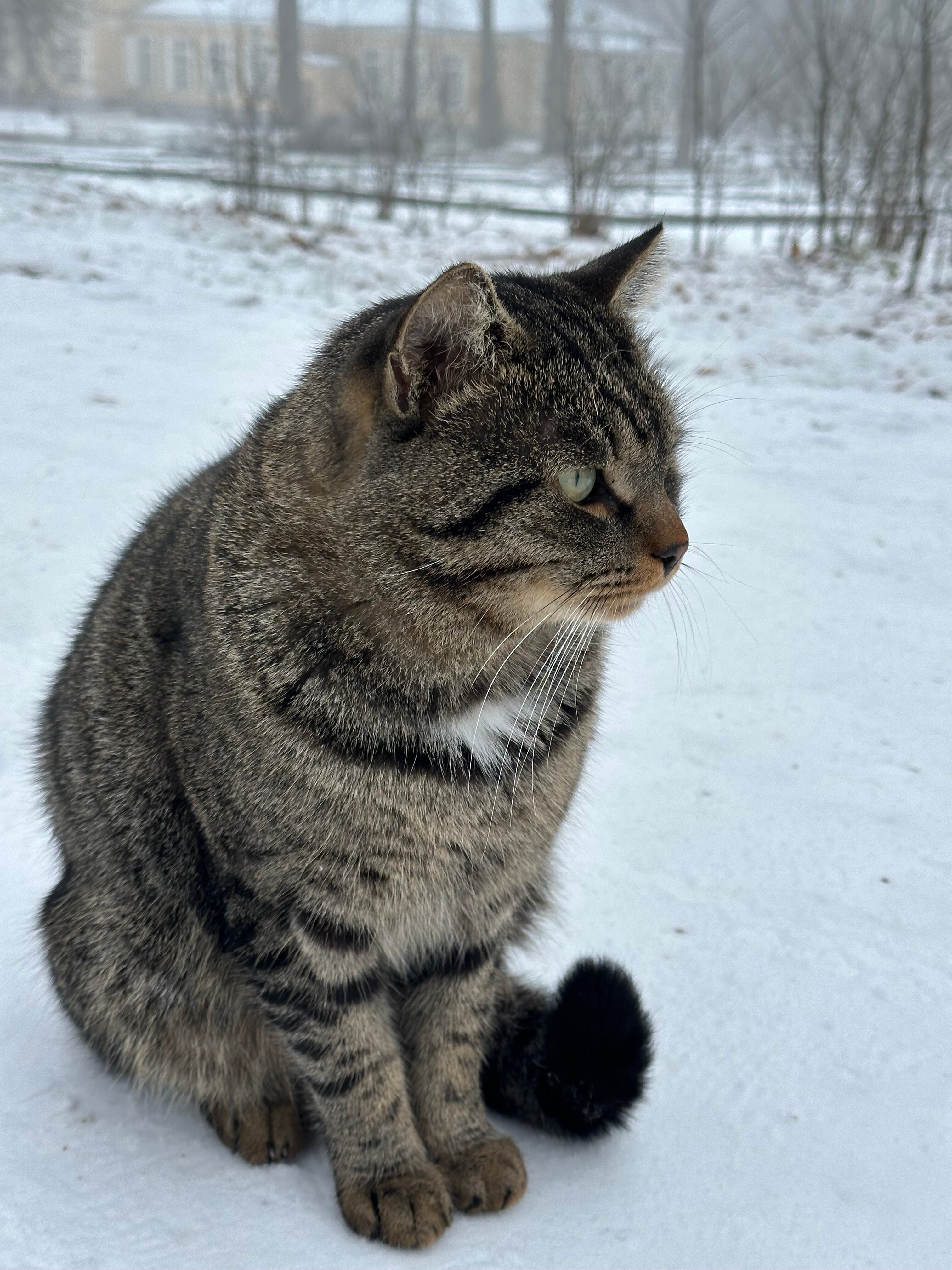 Фото 11 Гор Алтая