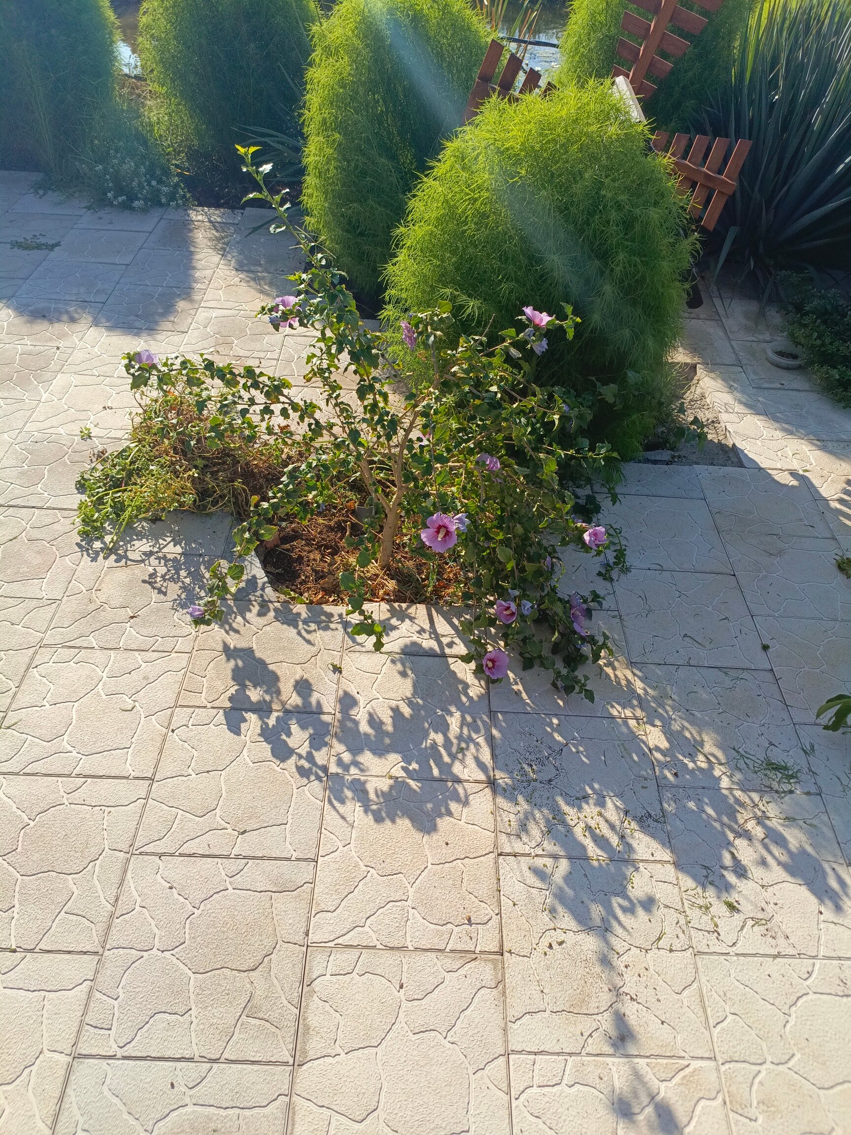 Фото Солнечный Бриз