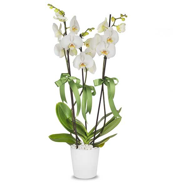Floristeria Orkide Uluslararasi Cicekcilik, , foto