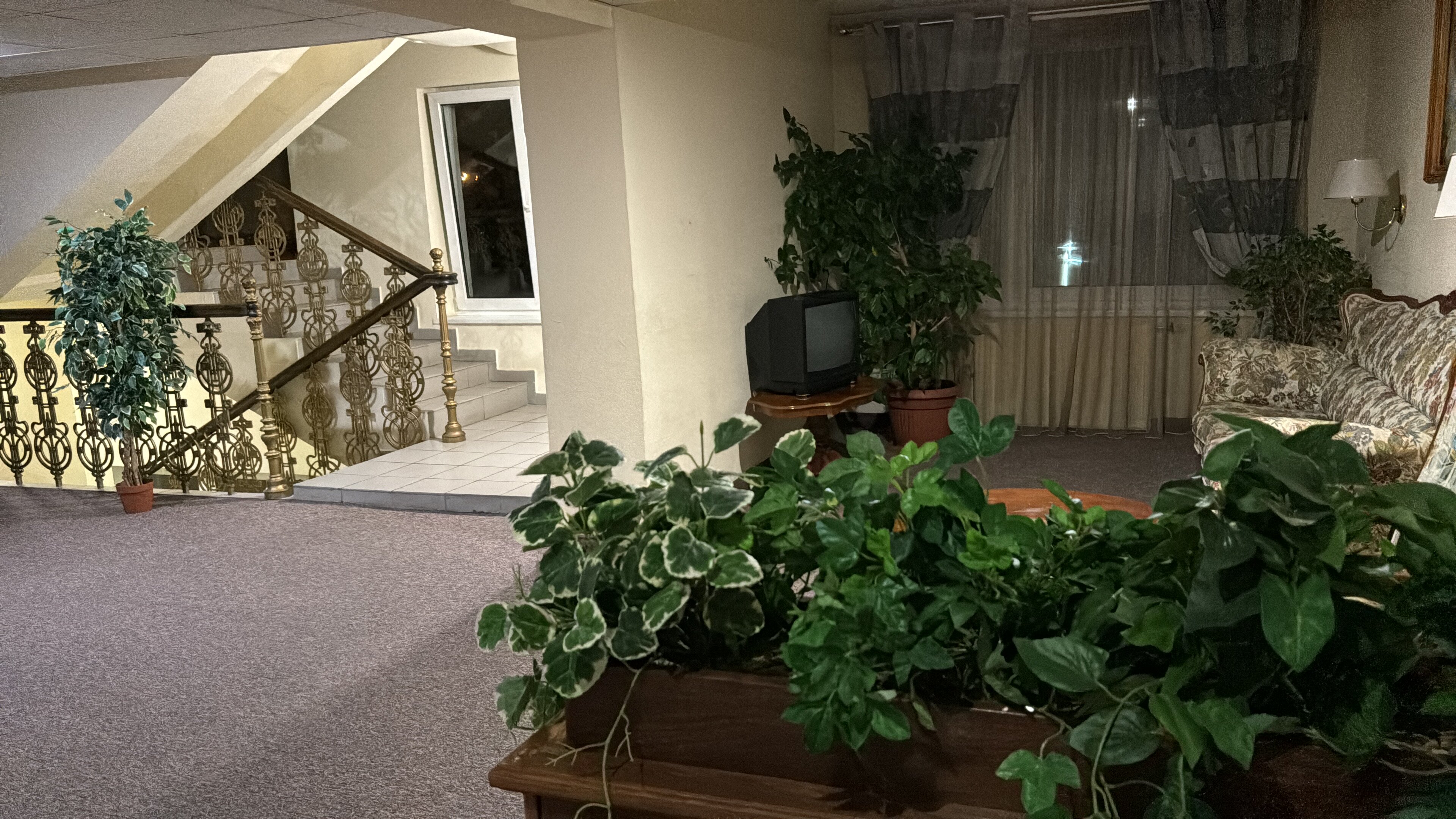 Фото Лебедь