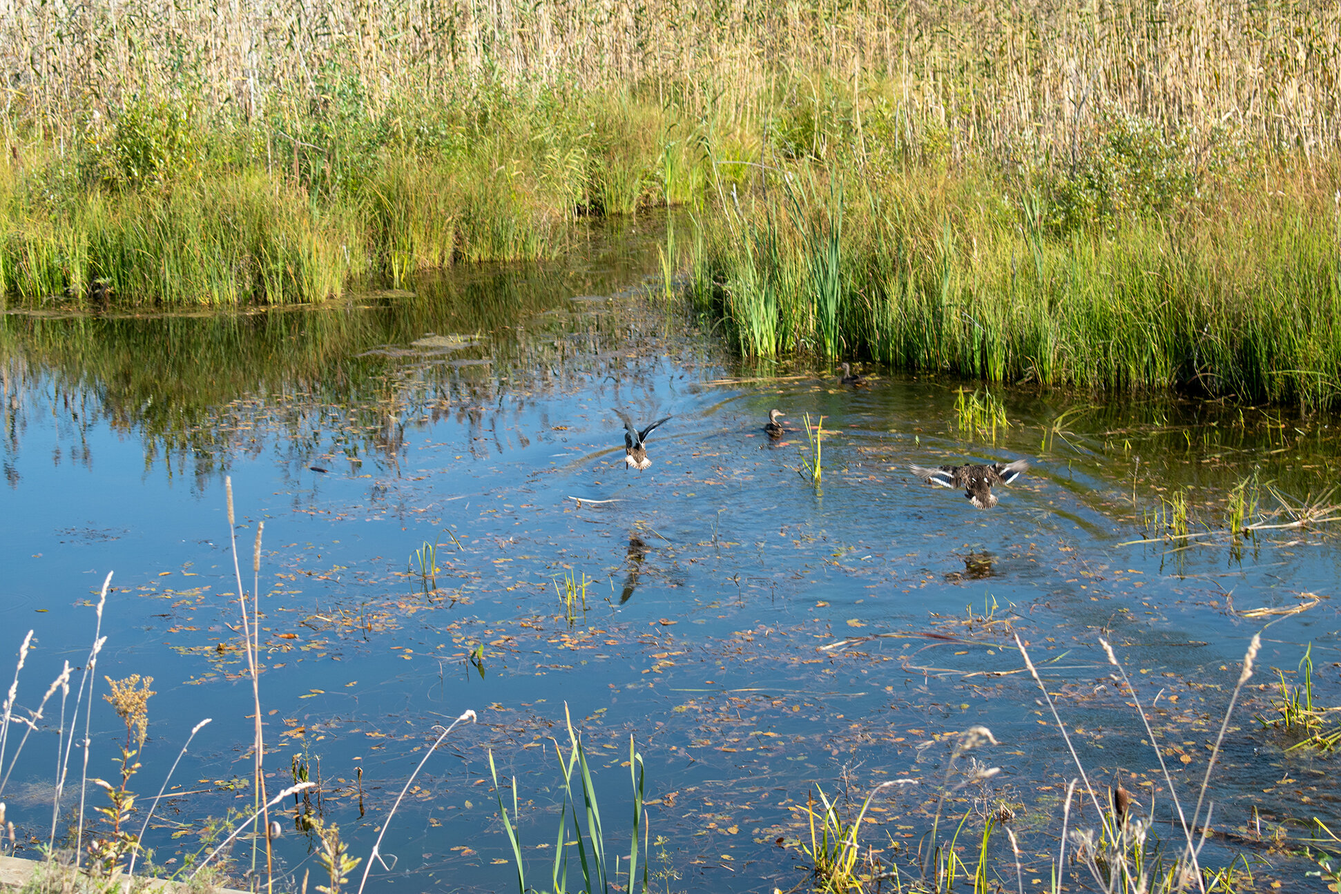 Фото Киркколампи