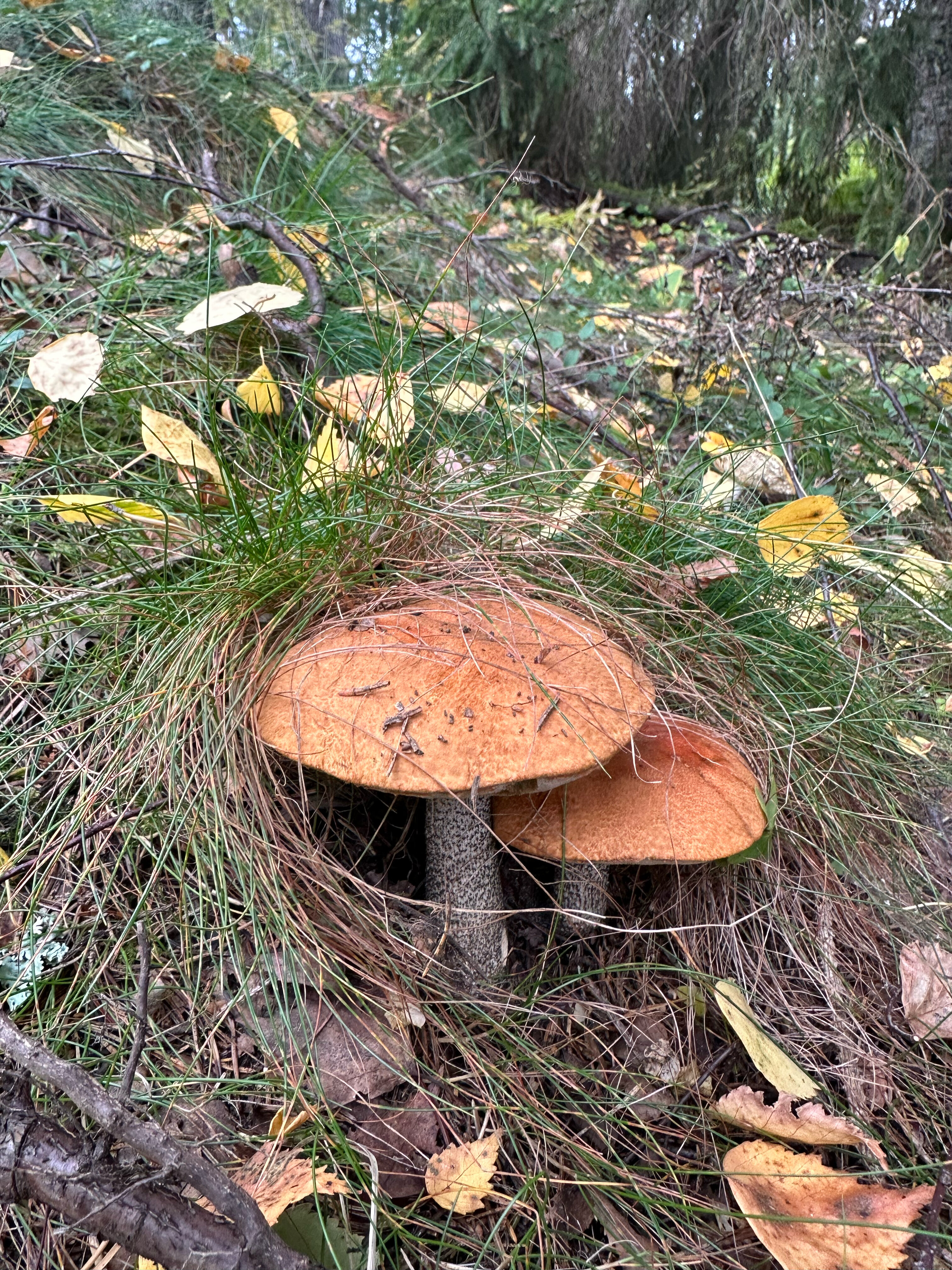 Фото Tikka-House