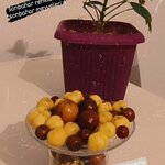 Altin Kayisi (Malatya, Battalgazi, Yenihamam Mah., Şire Pazarı Sok., 11) ، المكسرات والوجبات الخفيفة والفواكه المجففة