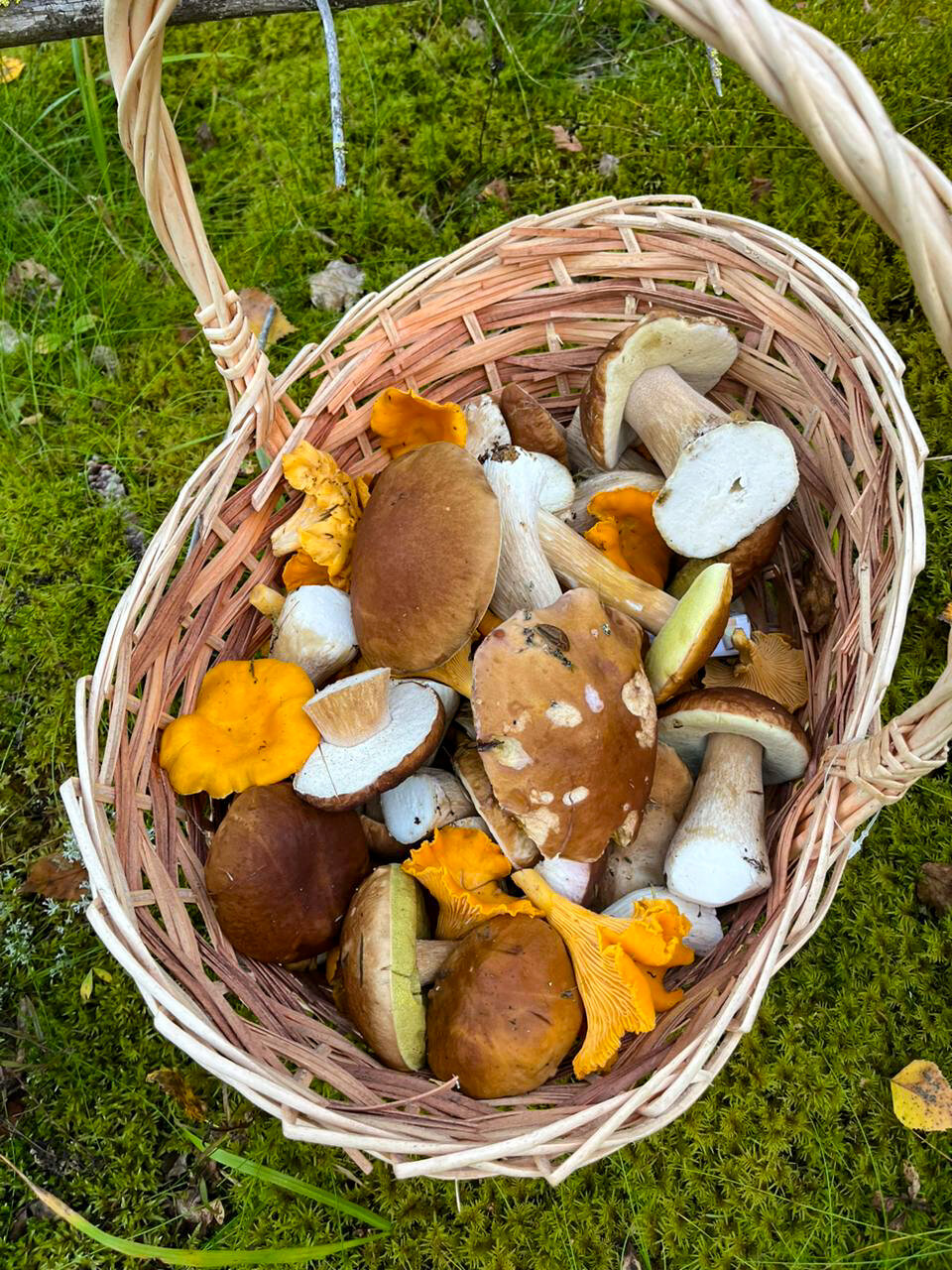 Фото Smell Of The Forest