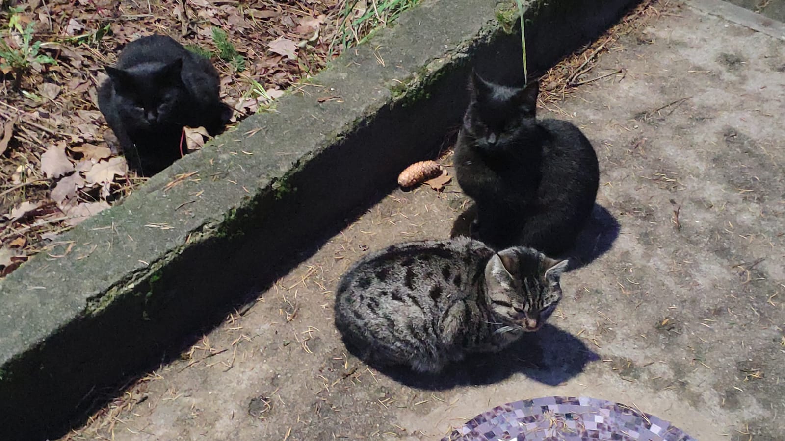 Фото Фламинго