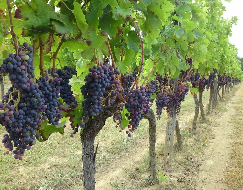 Greenhouse Modenerji Viticulture and Fruit Growing, Izmir, photo