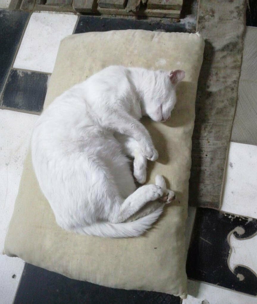 Car wash Garage Car Wash, Foca, photo