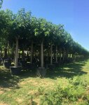 Durusu Nursery Landscaping Construction and Exterior (İstanbul, Arnavutköy, Terkos Mah., Kumluk Sok.) ، شركة بناء