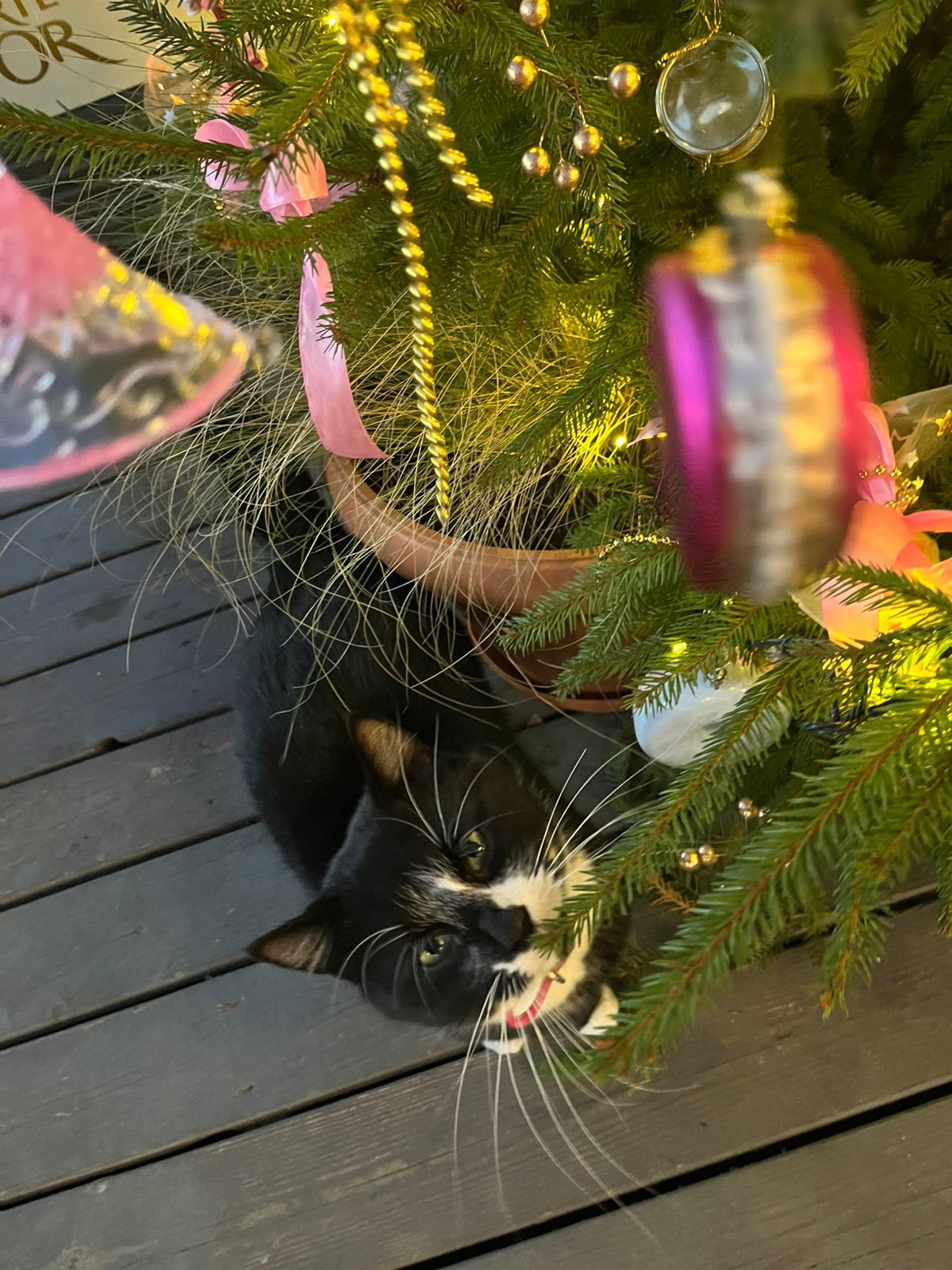 Фото Малина