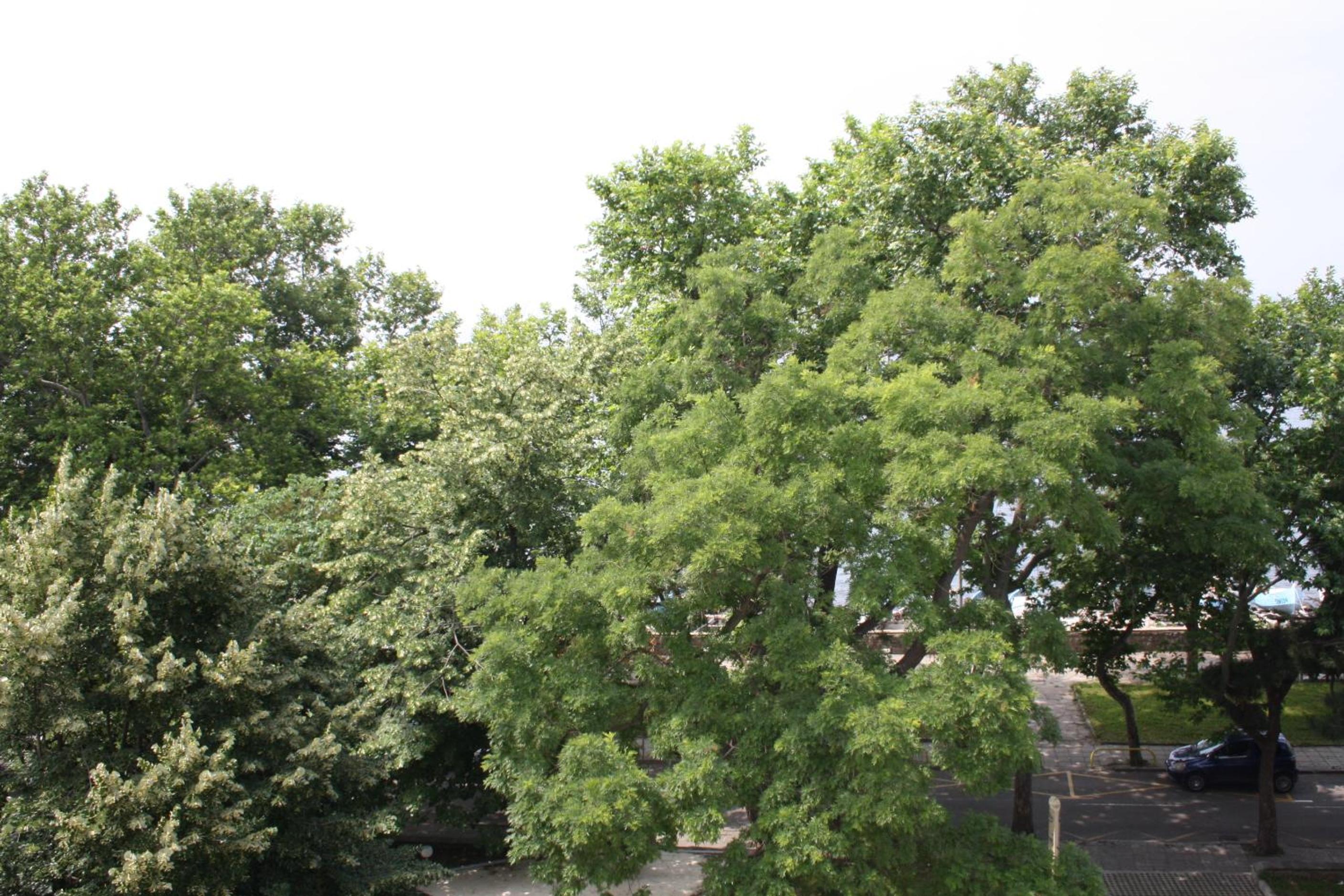 Фото Hotel Paradise Pomorie