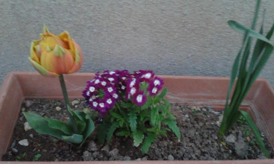 Фото Dimitra Apartments