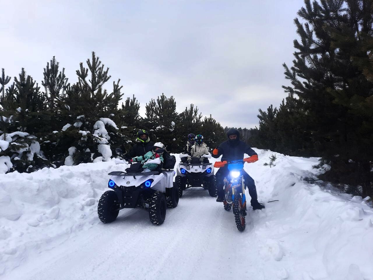 Фото Свобода леса