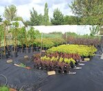 Эксклюзивный сад (Краснозаводская улица, 2Е), plant nursery